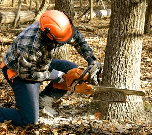 Tree Removal in Baldwin City, KS